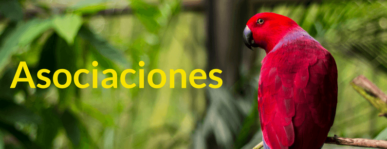 asociaciones-categoria