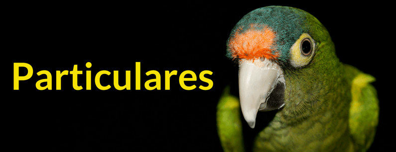 particulares-categoria